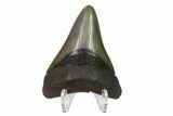 Fossil Megalodon Tooth - Serrated Blade #130816-2